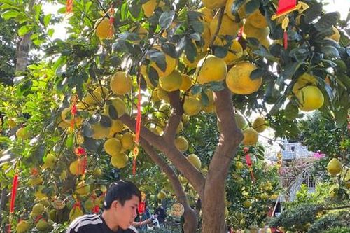 Bưởi Diễn giá hàng chục triệu đồng 'đổ bộ' TPHCM đón Tết