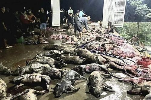 Nghệ An: Một trang trại chăn nuôi lợn bị hỏa hoạn