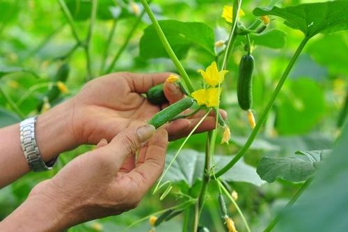 Trao đổi về sửa đổi luật HTX: Quy định về phân phối lợi nhuận còn bất cập (Bài 6)
