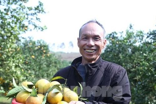 Cam đặc sản chín vàng, người dân 'ém hàng' chờ Tết