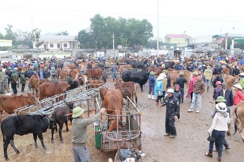 Thông tin về quy trình kiểm dịch nhập khẩu trâu, bò qua biên giới