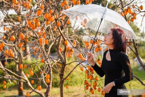Ngắm vườn hồng Mộc Châu vàng rực giữa lòng Thủ đô