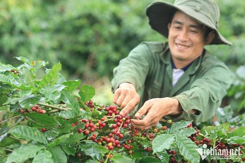 Khách châu Âu gom lượng hàng khủng, bán cà phê 'bỏ túi' 3,6 tỷ USD