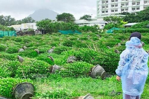 Hàng nghìn chậu hoa tết ở Phú Yên bị gió lớn quật đổ