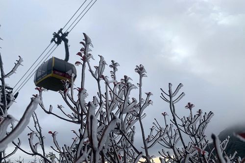 Hình ảnh băng giá, sương muối phủ trắng đỉnh Fansipan ở Lào Cai