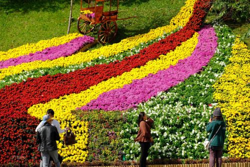Nghìn hoa khoe sắc trước thềm khai mạc Festival hoa Đà Lạt