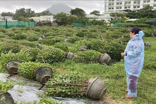 Hoa Tết ở Phú Yên đổ rạp trong gió mùa Đông Bắc