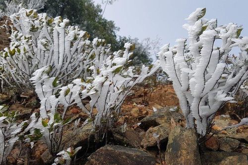 Xuất hiện băng tuyết tại vùng núi cao Tây Nghệ An