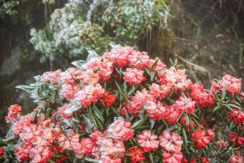 Sáng 18/12: Băng tuyết phủ trắng đỉnh Fansipan