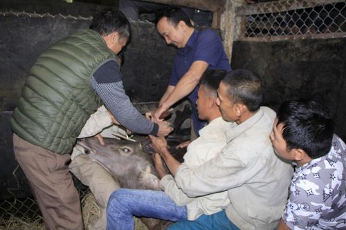 Cặp nhung nai nặng gần 11 kg bán hàng trăm triệu đồng