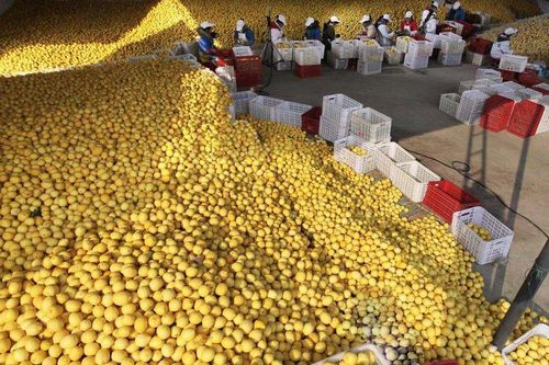 Nguyên nhân người dân Trung Quốc đổ xô đi mua chanh