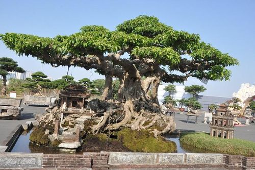 Cây sanh cổ hơn 100 năm tuổi, được trả gần 15 tỷ đồng chủ vẫn không bán