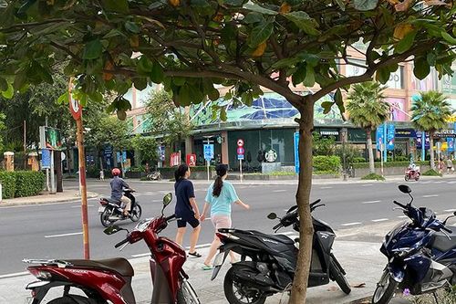 Cây bàng tự mọc