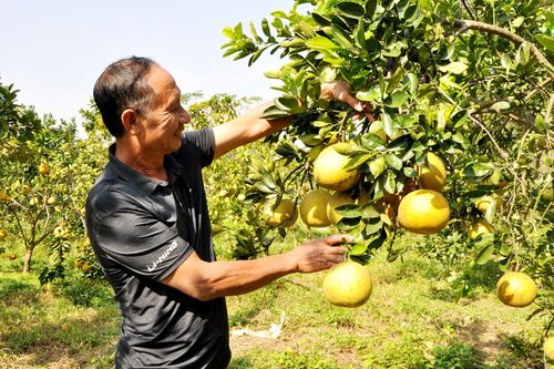Phú Bình: Gần 40ha bưởi được cấp chứng nhận VietGAP