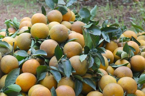 Cam Vinh vào chính vụ vẫn tăng giá, người trồng phấn khởi đón Tết