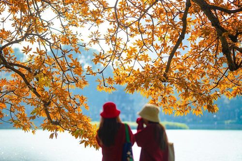 Cây mõ Hồ Gươm thay màu rực rỡ, đẹp tựa 'trời Âu thu nhỏ giữa Thủ đô'