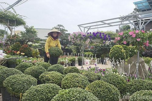 Nghệ An: Làng hoa Nghi Liên mất Tết