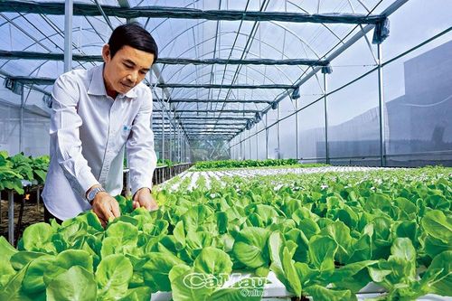Rau sạch thủy canh