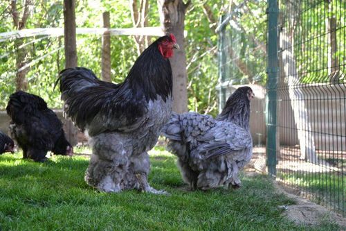 Gần 20 triệu đồng/đôi, đại gia vẫn không ngại xuống tiền để sở hữu loại gà 'hàng độc' chỉ ngắm chứ chẳng dám ăn