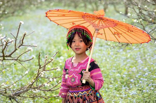 Theo em bé Mộc Châu đi ngắm hoa mận nở trắng trời trên thung lũng Nà Ka