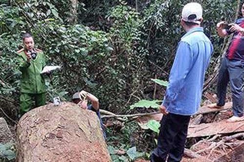 Xẻ gỗ nghiến thành thớt, xà nhà hòng tuồn ra khỏi rừng
