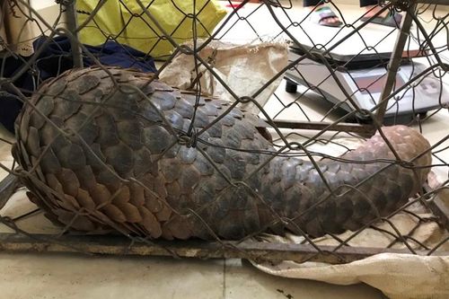 Tạm giữ 2 đối tượng buôn bán động vật quý hiếm