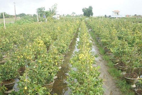 Bình Định: Mai vàng nở sớm bất thường, người trồng lo mất Tết