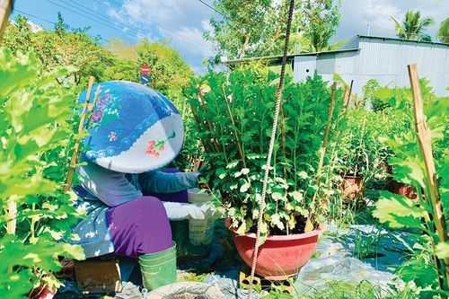 Tự trồng hoa đón Tết