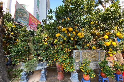 Đào, quất, bưởi Tết giá trăm triệu đồng tràn xuống phố phường Hà Nội