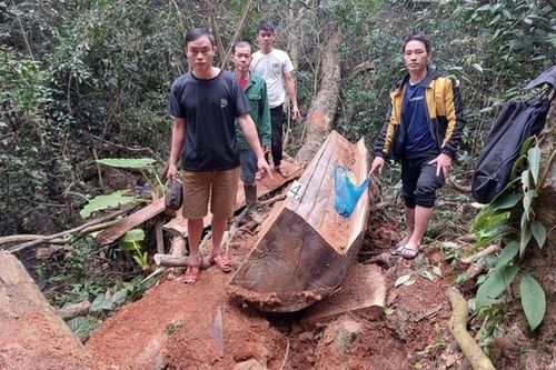 Hà Giang: 'Tàn sát' gỗ nghiến, 5 đối tượng sa lưới