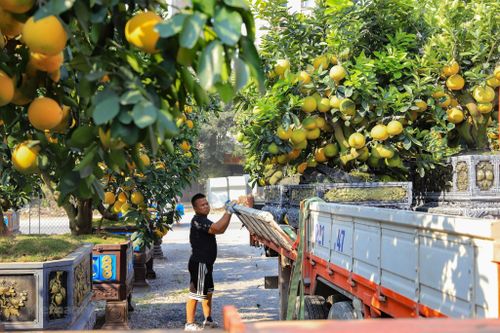 Vườn bưởi cảnh tiền tỷ tại Văn Giang sẵn sàng phục vụ Tết Quý Mão