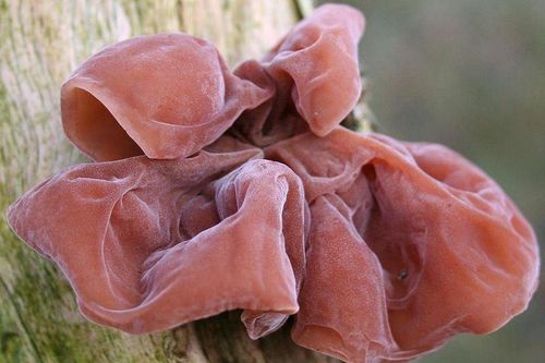 3 loại rau được mệnh danh là sát thủ 'cực độc' chế biến sai rước họa vào thân: Số 1 nhiều người thích ăn