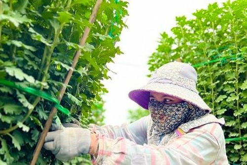 Hàng trăm nghìn chậu hoa cúc Tết ở Quảng Ngãi chưa nở đã được mua sạch tại vườn