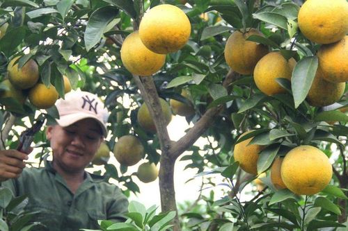 Nghệ An: Cam Vinh 'trúng giá', nhiều người dân chờ bán dịp Tết