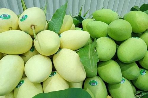 Việt Nam đứng thứ 3 về cung cấp xoài cho Hàn Quốc