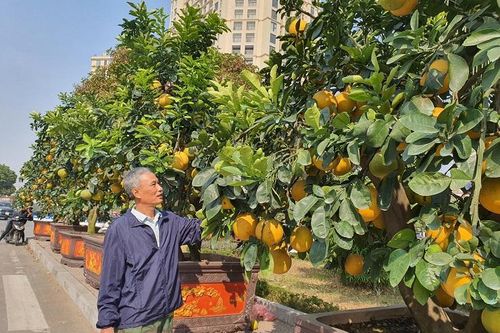 Bưởi cảnh xuống phố có giá hàng chục triệu đồng/gốc, nhiều người mua sớm về chơi Tết