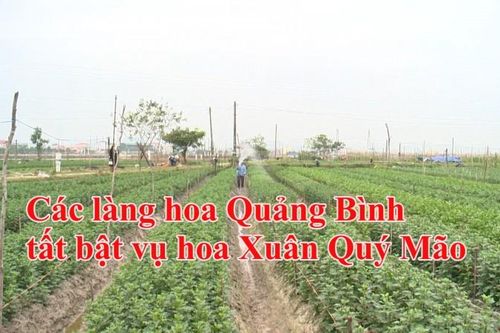 Các làng hoa Quảng Bình tất bật vụ hoa Xuân Quý Mão