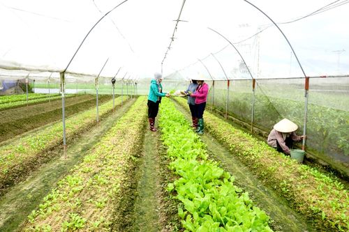 Không thiếu nông sản, thực phẩm trong dịp Tết Nguyên đán