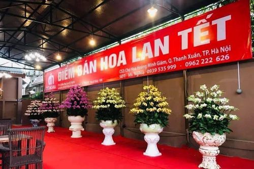 Hoa Lan Đỗ Nghĩa mang sắc Xuân đến với mọi nhà