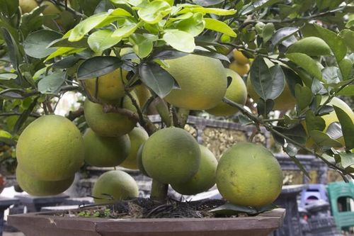 Ngắm cây bưởi bonsai lùn tịt, trái trĩu trịt giữa phố thị ngày cận Tết