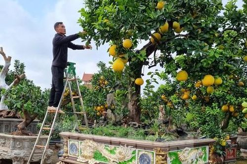 Ngắm cây bưởi trăm tuổi có chậu dát vàng ở Hưng Yên, khách trả nửa tỷ đồng chưa bán