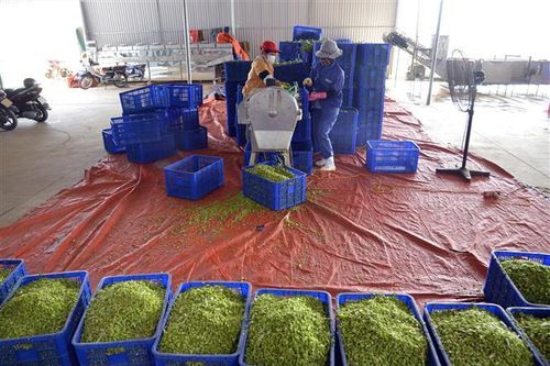 Giảm thuế VAT giúp hỗ trợ doanh nghiệp và người dân trong năm 2023
