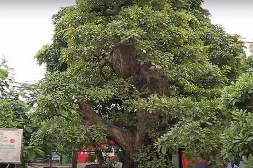 Hé lộ bất ngờ của đại gia về siêu cây giá trăm tỷ