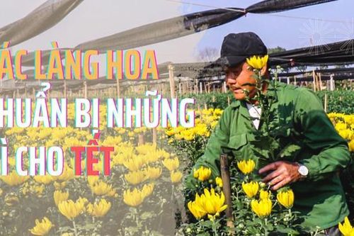 Những làng hoa nổi tiếng Thủ đô rộn ràng chuẩn bị phục vụ Tết Quý Mão