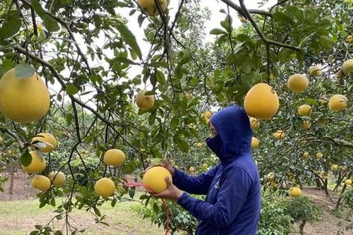 Nhiều nhà vườn bán hết hoa quả phục vụ Tết