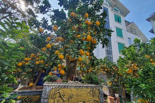 Cây bưởi hơn 50 năm tuổi, khách muốn thuê 80 triệu đồng chủ vườn chưa đồng ý