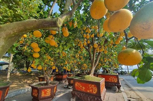 Bưởi cảnh hàng chục triệu đồng xuống phố Hà Nội