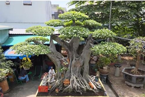 Sửng sốt hình hài siêu cây cảnh nuôi 12 năm, đại gia trả hàng triệu đô không bán