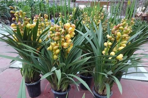Loài hoa 'quý tộc' vào mùa, thương lái chỉ cách chọn để được 'hàng' chuẩn đẹp chơi Tết