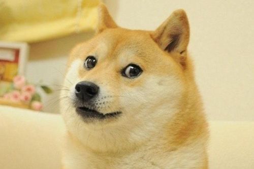 Chú chó biểu tượng Dogecoin lâm bệnh nặng